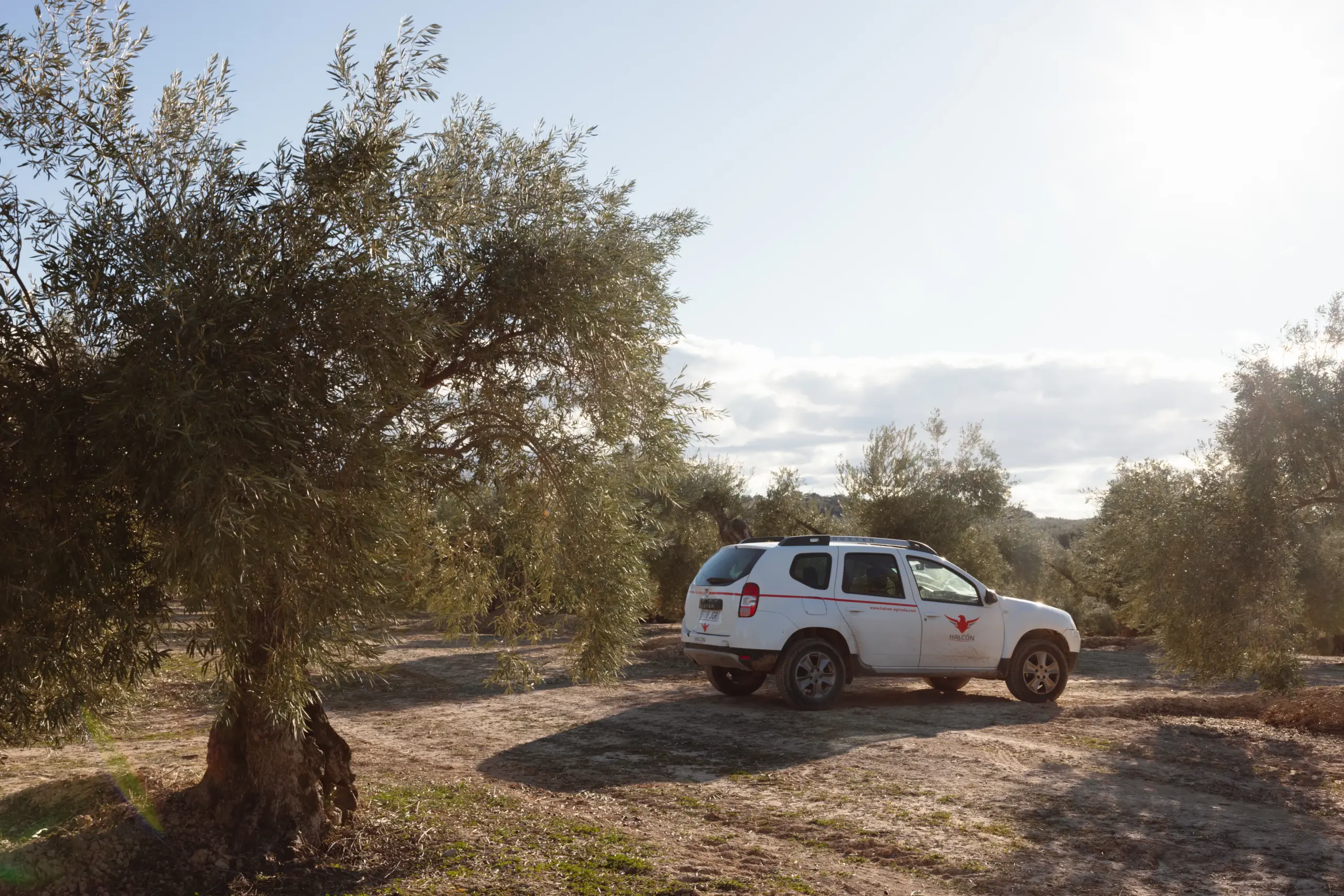coche corporativo en el olivar halcón agrícola